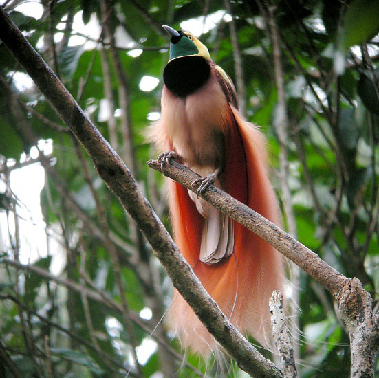 Photograph of Raggiana Bird-of-paradise