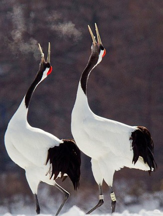Photograph of Red-crowned Cranes