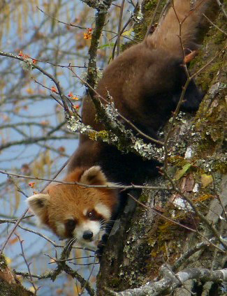 Photograph of Red Panda