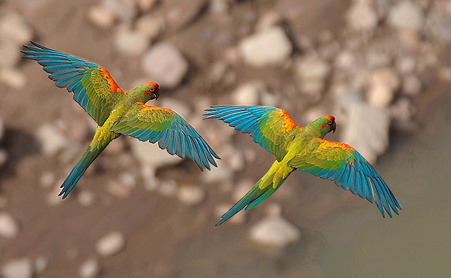 Photograph of Red-fronted Macaws
