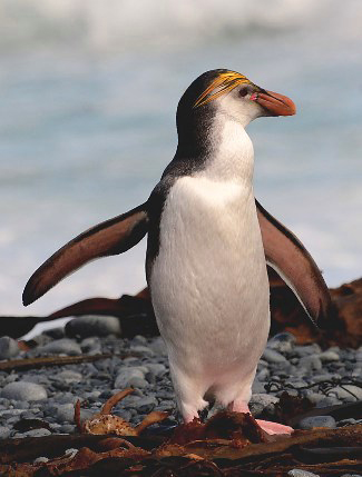 Photograph of Royal Penguin