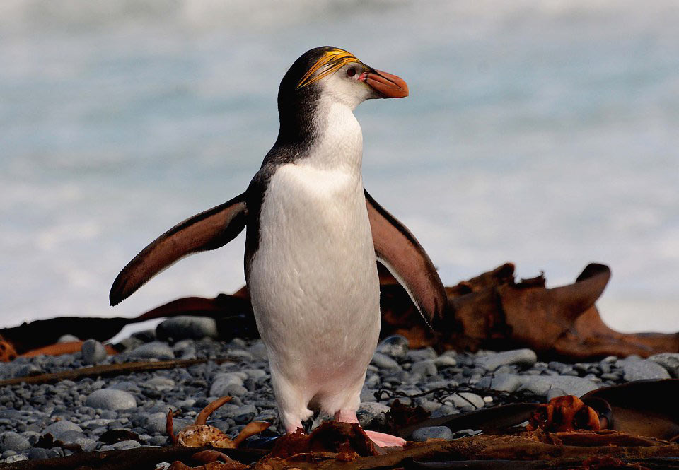 Photograph of Royal Penguin