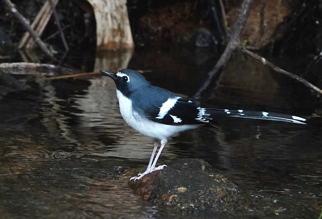 Photograph of Slaty-backed Forktail