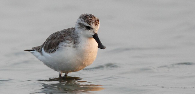 Photograph of Spoon-billed Sandpiper