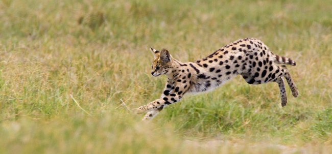 Photograph of Serval