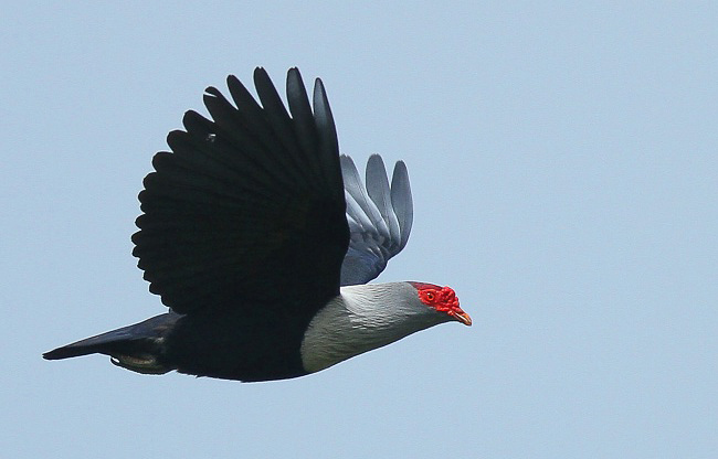 Photograph of Seychelles Blue-pigeon