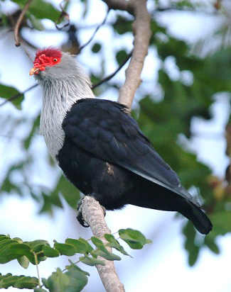 Photograph of Seychelles Blue-pigeon