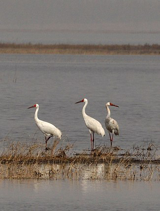 Photograph of Siberian Cranes