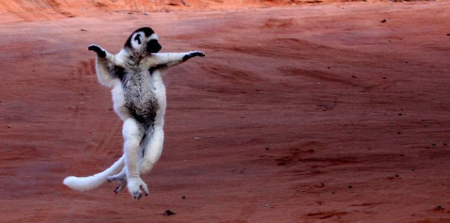 Photograph of Verreaux's Sifaka