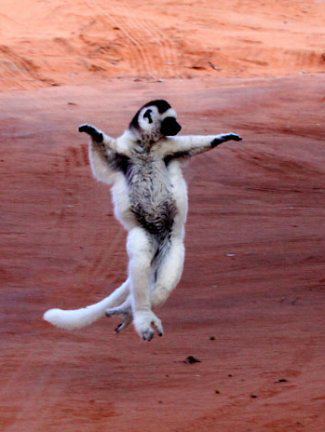 Photograph of Verreaux's Sifaka