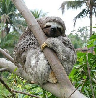 Photograph of Three-toed Sloth