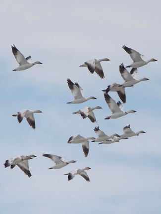 Photograph of Snow Geese