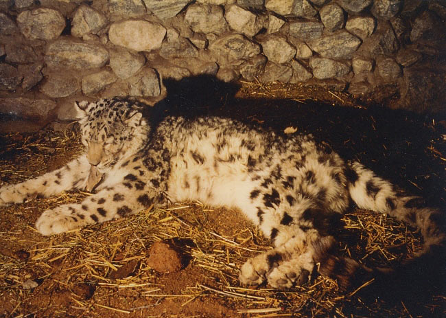 Photograph of Snow Leopard