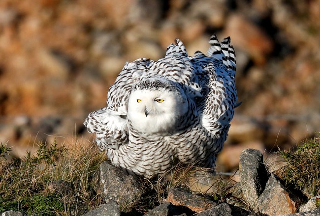 Photograph of Snowy Owl