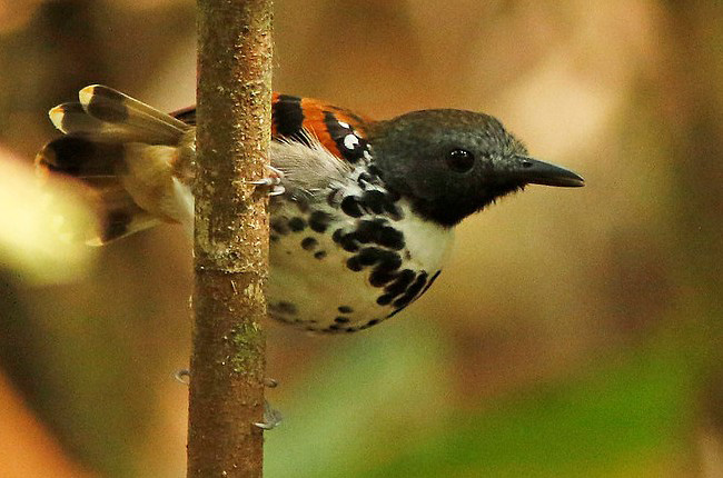 Photograph of Spotted Antbird