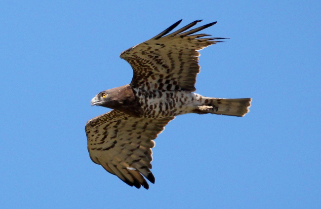 Photograph of Short-toed Eagle
