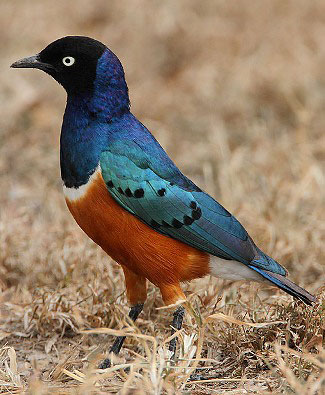 Photograph of Superb Starling