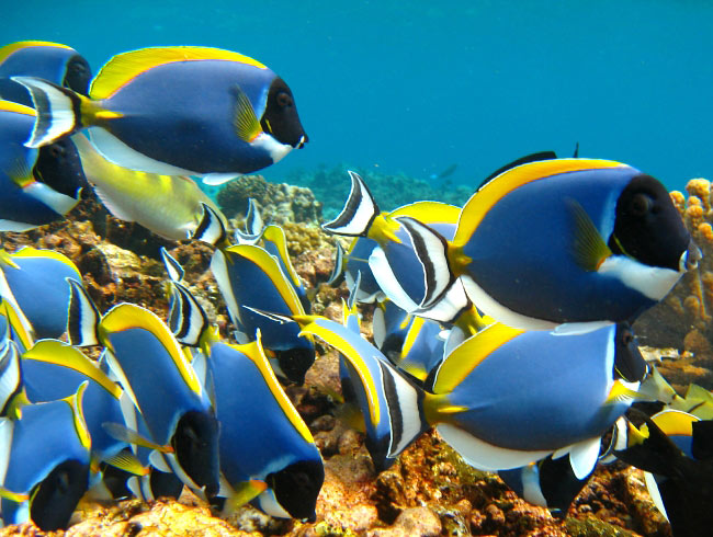 Photograph of Powder-blue Surgeonfish
