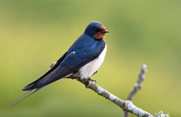 Photograph of Barn Swallow