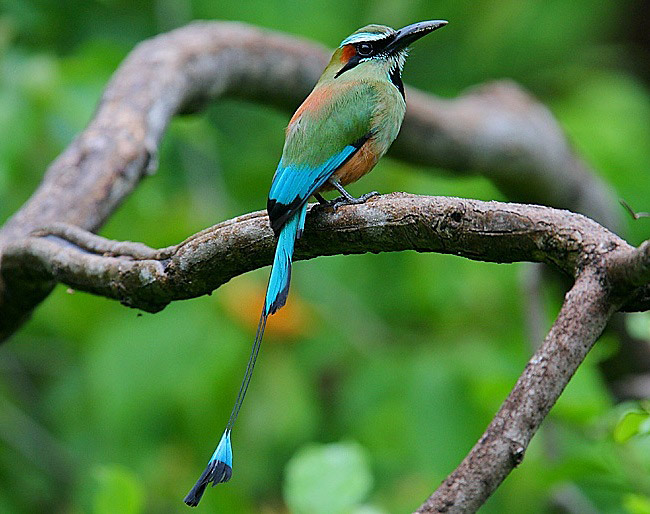 Photograph of Turquoise-browed Motmot
