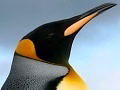 Photograph of King Penguin