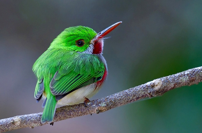Photograph of Broad-billed Tody