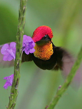 Photograph of Ruby Topaz Hummingbird