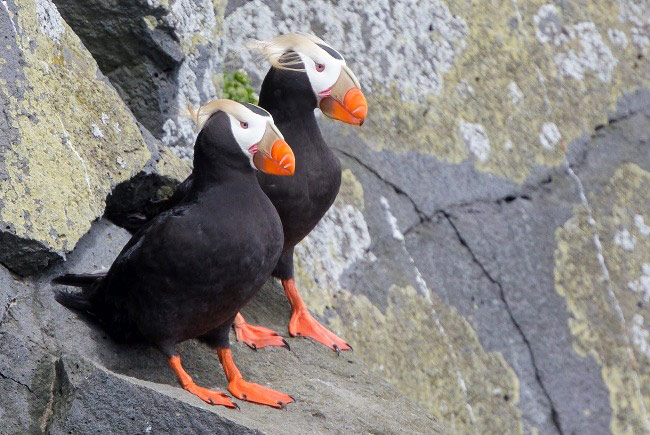 Photograph of Tufted Puffins