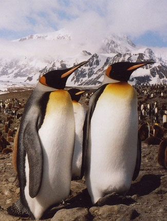 Photograph of King Penguins