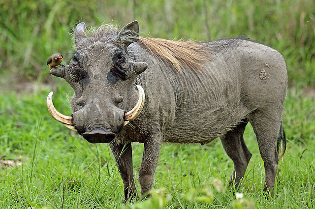 Photograph of Warthog