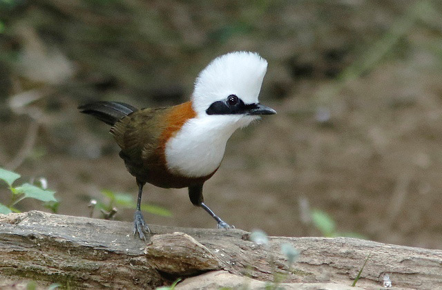 Photograph of White-crested Laughingthrush