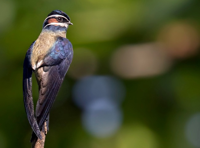 Photograph of Whiskered Treeswift
