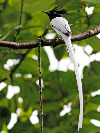 Photograph of Asian Paradise-flycatcher