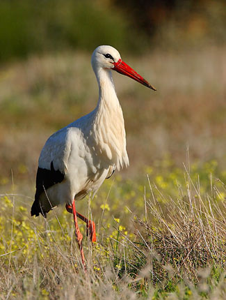 Photograph of White Stork