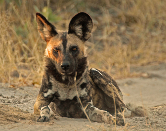 Photograph of African Wild Dog