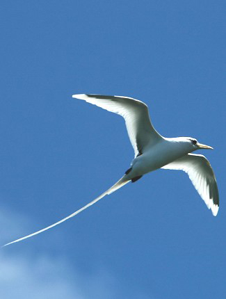 Photograph of White-tailed Tropicbird