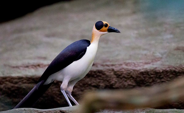 Photograph of White-necked Rockfowl (Yellow-headed Picathartes)