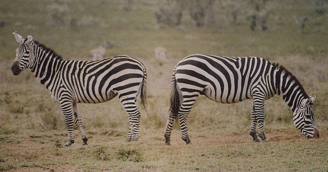 Photograph of Burchell's Zebras